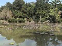 -西双版纳原始森林公园