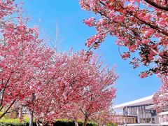 -桃花堤公园