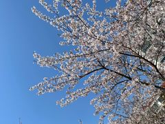 -高东镇樱花园