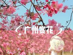 -天适樱花悠乐园