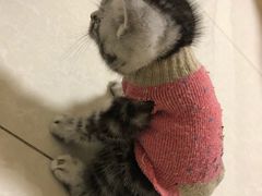 -瑞派·关忠动物医院·猫专科·犬专科(三环新城店)