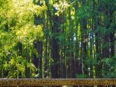 -上海共青森林公园