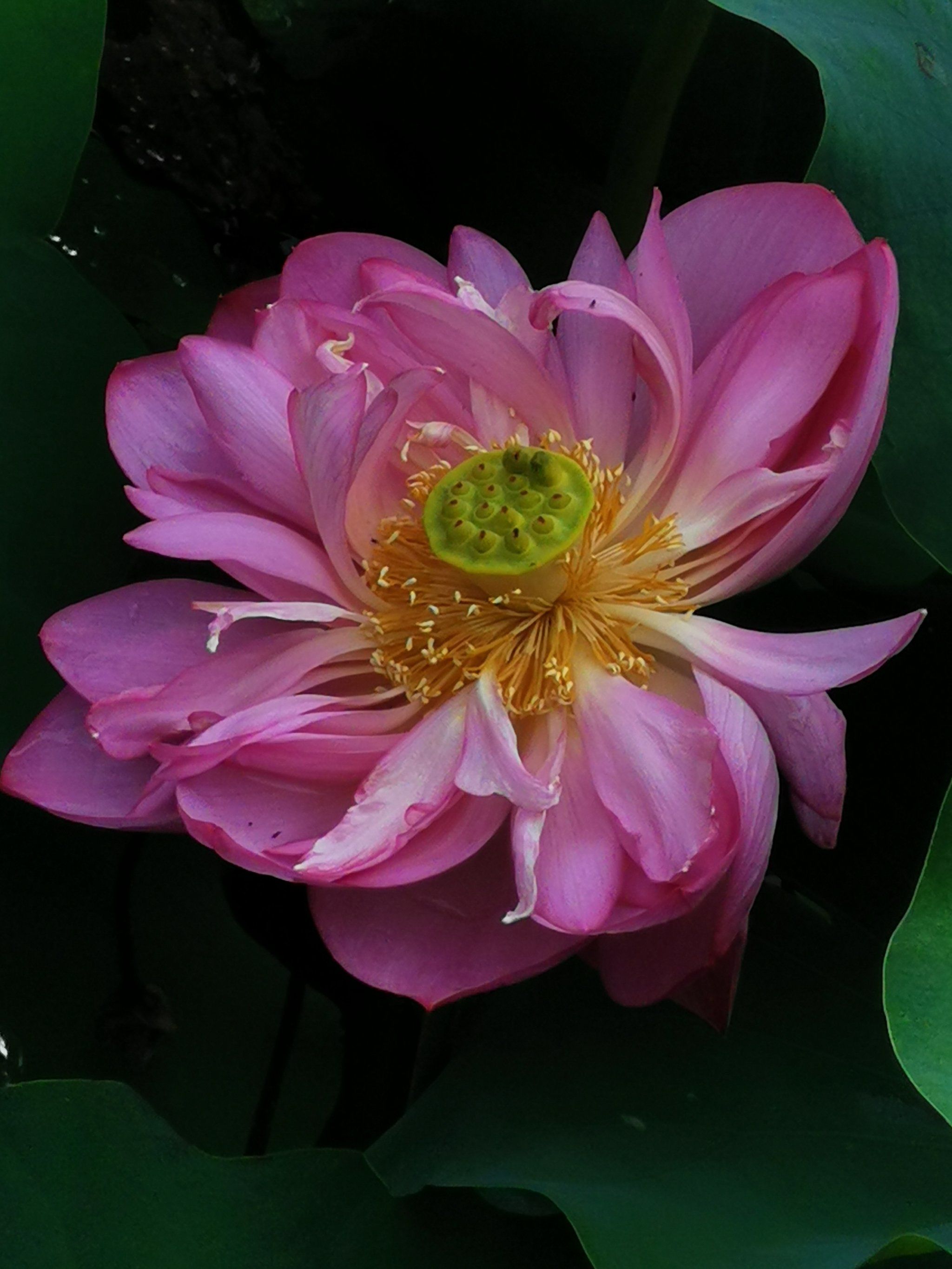 红领巾公园里的重瓣荷花