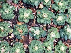 -秋霞圃