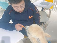 -RU DUCK柯尔鸭公社·撸鸭俱乐部·羊驼·小香猪