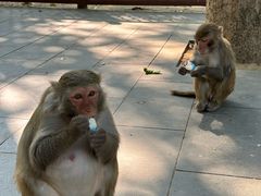 -南湾猴岛+椰田古寨一日游