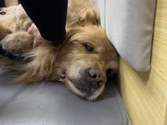 -美联众合动物医院·24h转诊中心