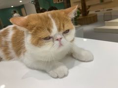-飞行喵MR PILOT|猫舍·猫咖(静安大融城店)