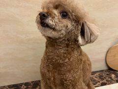 -宠颐生猫科·内科皮肤科(西平世纪城店)