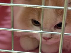 -瑞派名望24h动物医院异宠专科·猫专科·骨科·重症监护分院