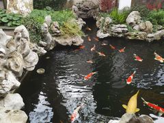 -鲤院·新中式美学·庭院餐厅(夫子庙店)