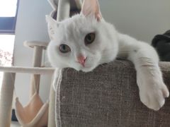 -圣宠动物医院·犬猫专科·影像中心·外科中心