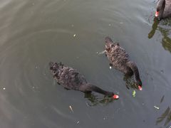 -长白岛森林公园