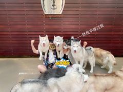 -TrueLove @ Neverland (Husky Cafe)