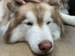 -TrueLove @ Neverland (Husky Cafe)