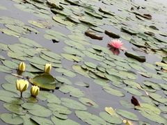 -白鹭湾湿地公园