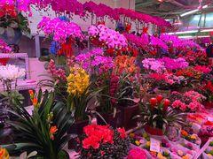 -花鸟鱼虫鲜花绿植市场(玉泉路店)