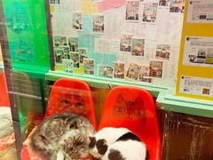 -猫咪博物馆(顶澳仔猫街店)