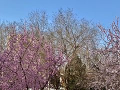 -桃花堤公园