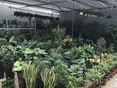 -龙大花卉苗木市场