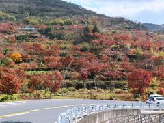 -四明山国家森林公园