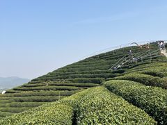 -龙坞茶村