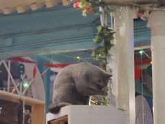 -猫小院猫主题咖啡厅(北锣店)