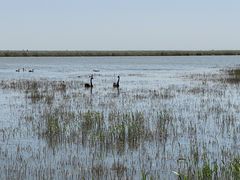 -南大港湿地风景区