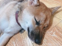 -柴犬高等学院·狗咖·柴犬售卖·宠物训练