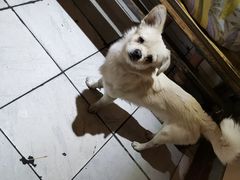 -莱真牛碳火烤肉(合肥旗舰店)