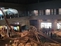-自贡恐龙博物馆