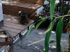 -海边的猫和咖啡馆