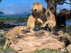 -国家自然博物馆