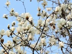 -陆家嘴中心绿地