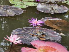 -中国科学院西双版纳热带植物园