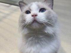 -藏猫猫咖啡主题馆(中央大道店)