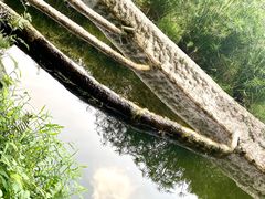 -成都市活水公园