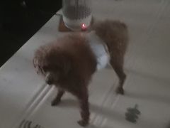 -仁普宠物诊所·中兽医·夜诊·狂犬免疫点(住友昌盛新苑店)