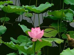 -荔湾湖公园