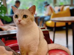 -咖法森林·咖啡  酒吧(天河店)