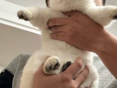 -东方名猫馆·英短金渐层布偶猫舍(环线广场1号楼店)