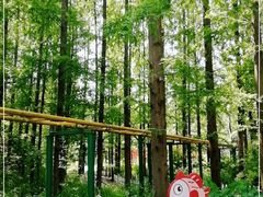 -东平国家森林公园