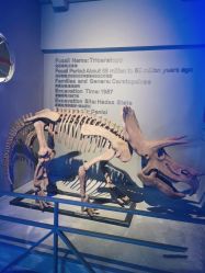 -恐龙探索乐园(磁器口店)