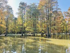 -池杉湖湿地公园