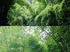 -川西竹海景区