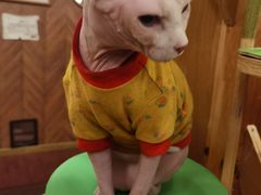 -MOCHA明星猫咖(田子坊店)