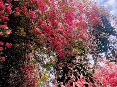 -深圳国际园林花卉博览园