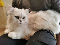 -猫腻·猫咖·撸猫馆(星光大道店)