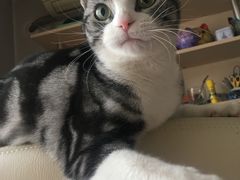 -宠爱国际动物医院·消化内科·心肾内科·ISFM猫友好(望京店)