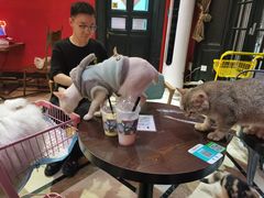 -猫色咖啡·猫咖